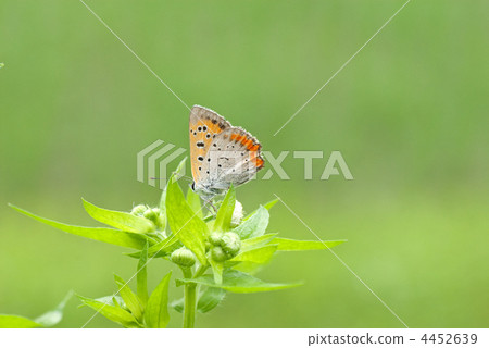 Young leaves and buds of Benicissima and Himejoon 4452639