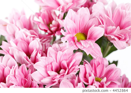 Chrysanthemum Flowers Chrysanthemum Flowers 4452864
