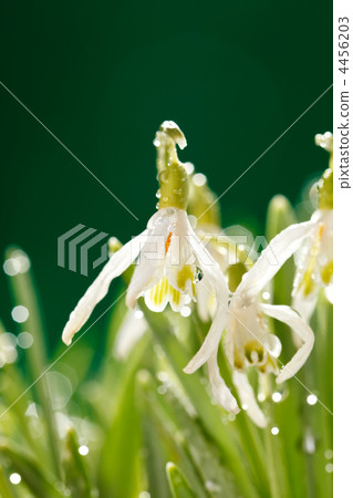 Snowdrop flowers 4456203