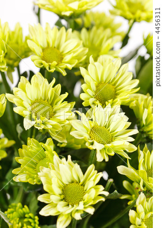 Chrysanthemum Flowers Chrysanthemum Flowers 4456311