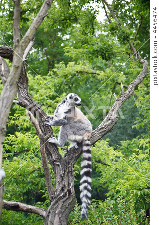 Cute Lemur Cute Lemur 4456474