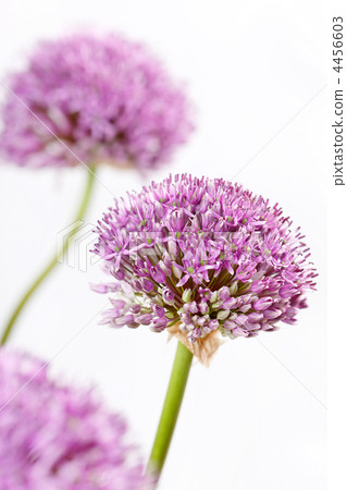 beautiful flowers beautiful flowers 4456603