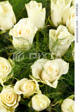white roses white roses 4456680