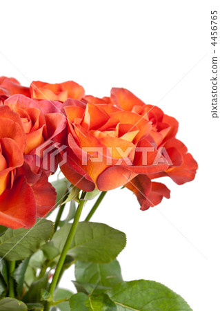 beautiful roses beautiful roses 4456765