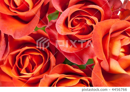 beautiful roses beautiful roses 4456766