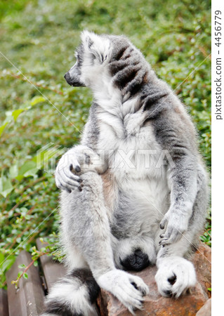 Cute Lemur Cute Lemur 4456779