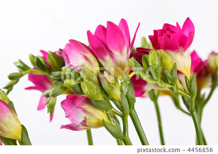 purple freesia 4456856