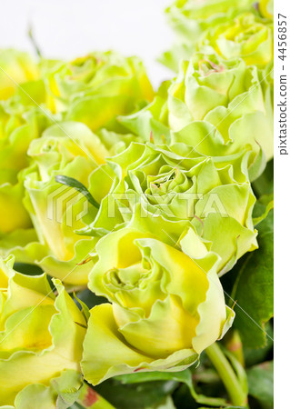 beautiful roses beautiful roses 4456857