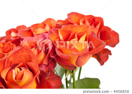 beautiful roses beautiful roses 4456858