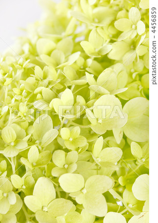 beautiful hydrangea beautiful hydrangea 4456859