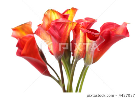 beautiful flowers 4457057