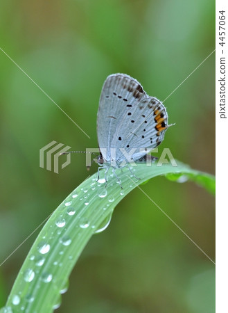 Swallowfish Swallowfish 4457064