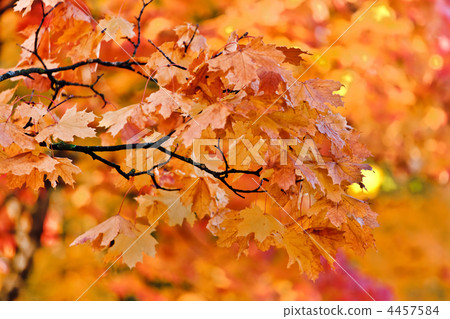 autumn park autumn park 4457584