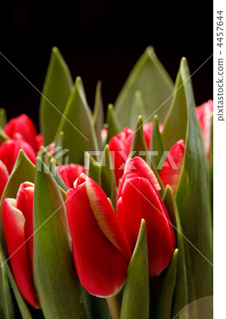 beautiful tulips 4457644