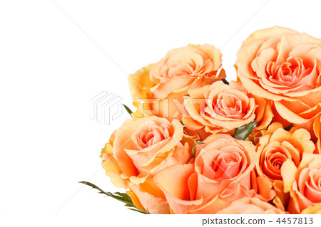 beautiful roses beautiful roses 4457813