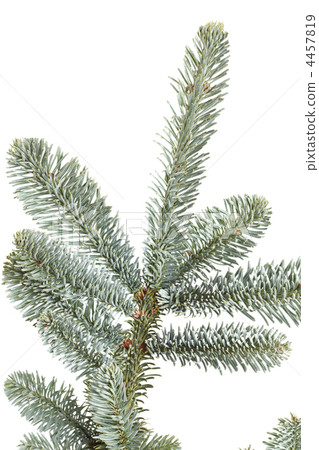 Fir tree branch on a white background. Fir tree branch on a white background. 4457819