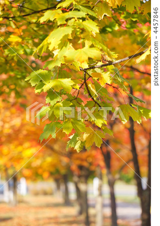 autumn park 4457846