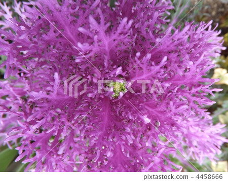 波坦 紫葉 綠葉 4458666