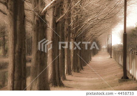Tree trees Tree trees 4458733