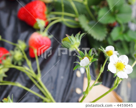 草莓花 草莓花 4459045