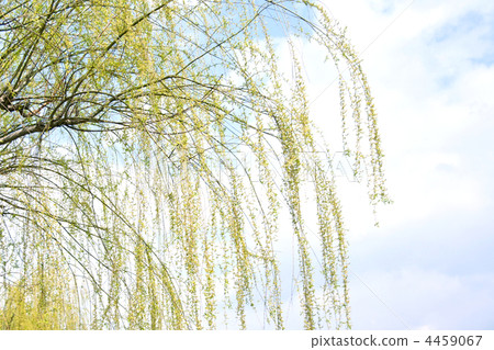 Yanagi's new leaves 4459067