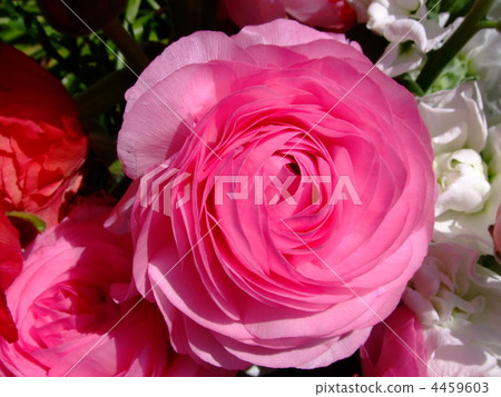 花毛茛 花毛茛 4459603