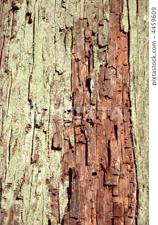 Trees Trees 4459609