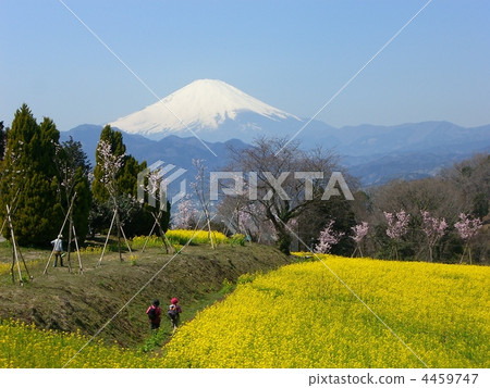 油菜田和雪化妝的富士山 油菜田和雪化妝的富士山 4459747