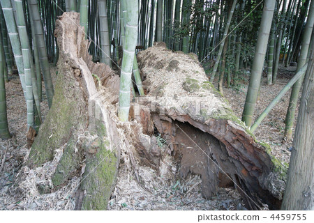 竹叢 竹子 竹 4459755