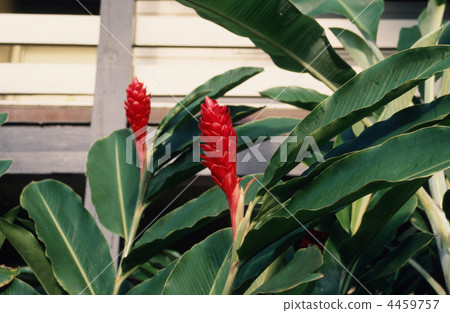 紅色花在熱帶國家 4459757