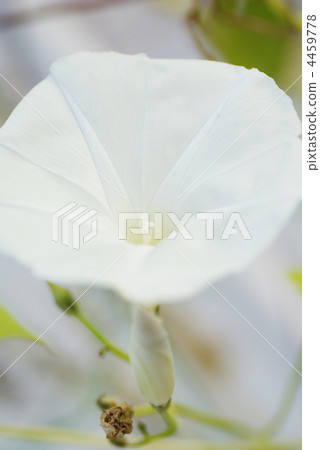 白色的牽牛花 4459778