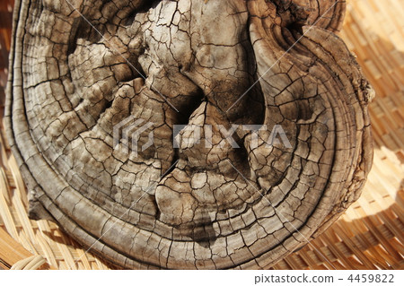 Kohki Sarunokoshikake 4459822