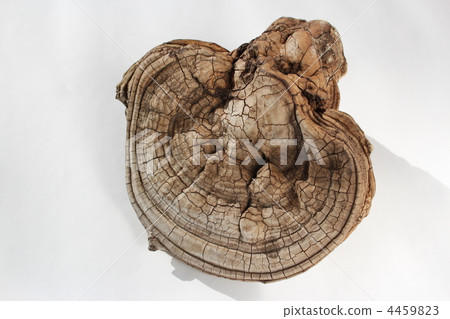 Kohki Sarunokoshikake 4459823