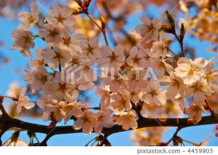 "Yoshino cherry blossoms" (Asaka-shi / Saitama) "Yoshino cherry blossoms" (Asaka-shi / Saitama) 4459903