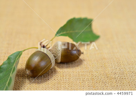 acorn, acorns, shii no minoru 4459971