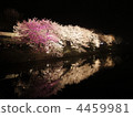 夜櫻 夜晚的櫻花樹 點燈 4459981