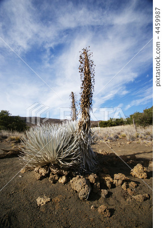 Silver cereus 4459987