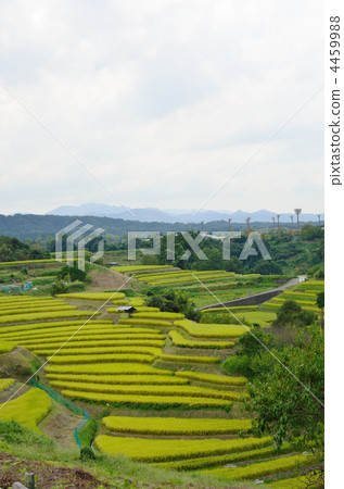 梯田 水稻 千早赤阪村 4459988