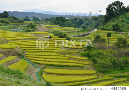 梯田 水稻 階地稻田 4459989
