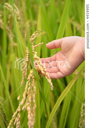 Child hand with rice ear 4459995