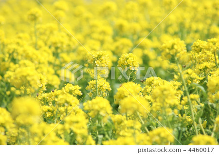 rape, rape blossoms, field of rapeseed 4460017