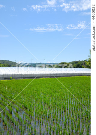 稻田 4460022