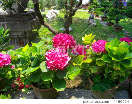 繡球花 花朵 花 4460024