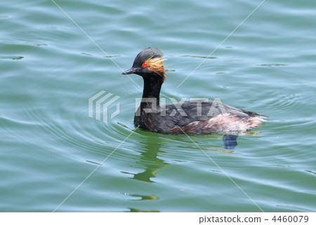 Hajiro Kaitpuri夏季翼 4460079