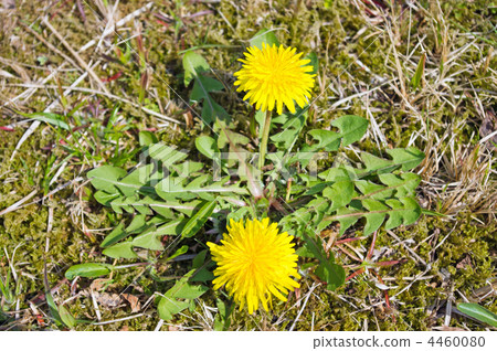  蒲公英 4460080