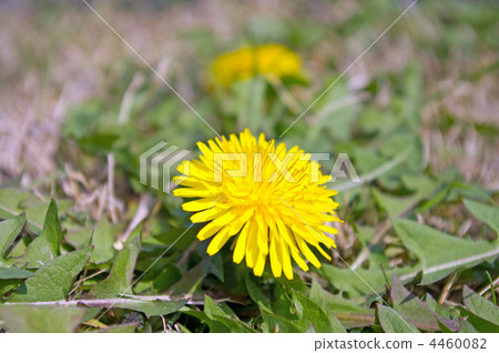  Dandelion 4460082