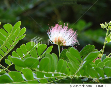 Monkey pot flowers Monkey pot flowers 4460110
