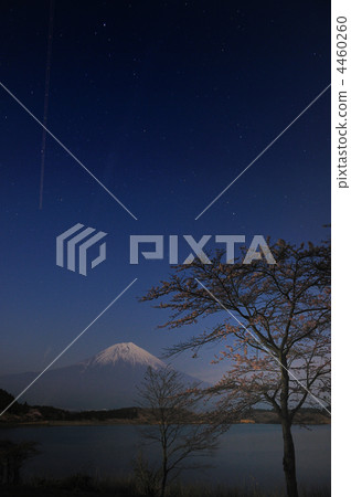 Fuji at night cherry blossoms 4460260