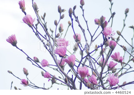 Pink flowers of Pinotiflora that began to bloom 4460524