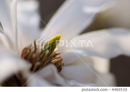 Spicy white flowers that began to bloom 4460539